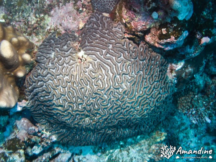 Corail dur