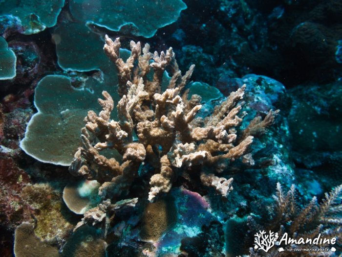 Corail dur