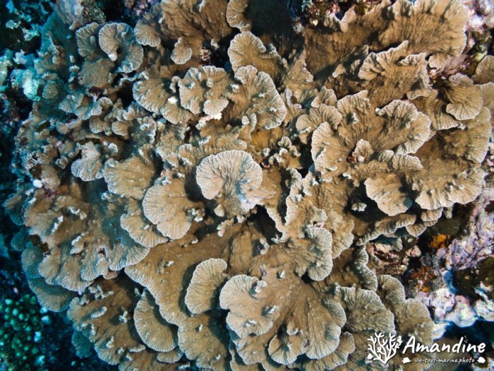 Corail dur