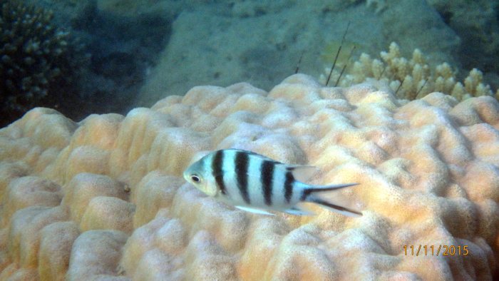 Abudefduf sexfasciatus