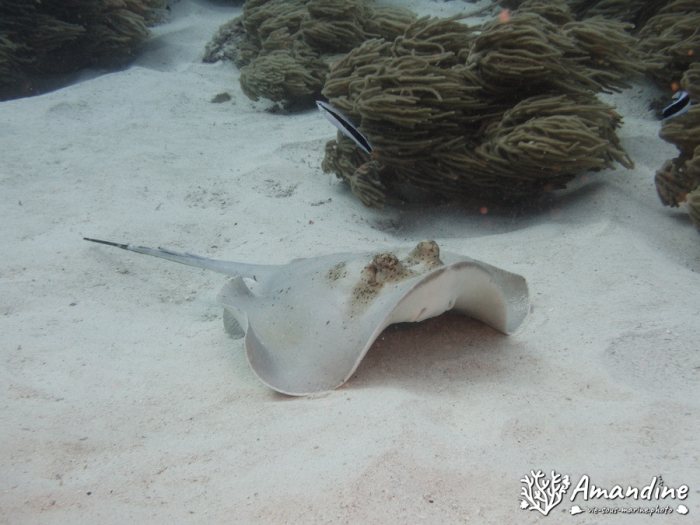 Neotrygon kuhlii