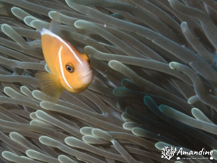 Amphiprion perideraion
