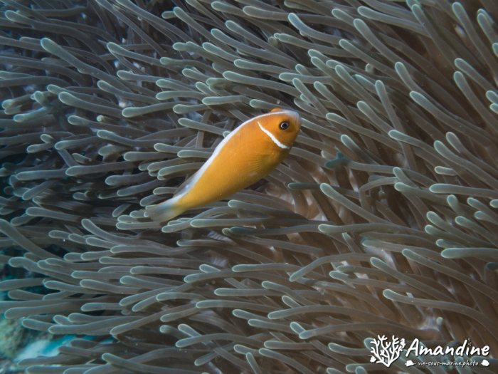 Amphiprion perideraion