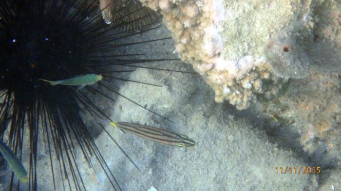 Cheilodipterus quinquelineatus
