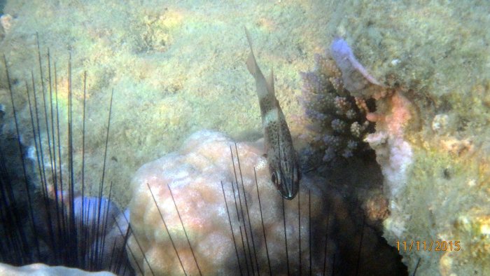 Ostorhinchus norfolcensis