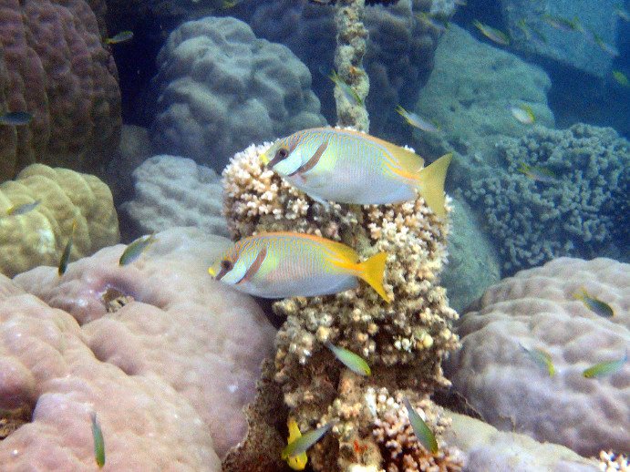 Siganus doliatus