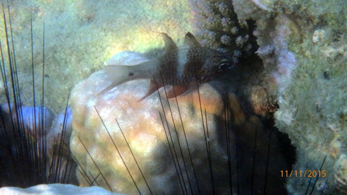 Ostorhinchus norfolcensis