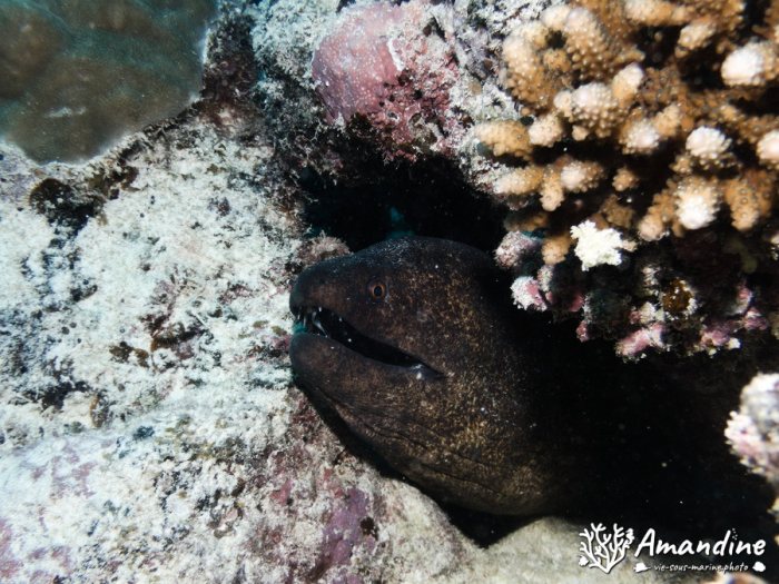 Gymnothorax javanicus