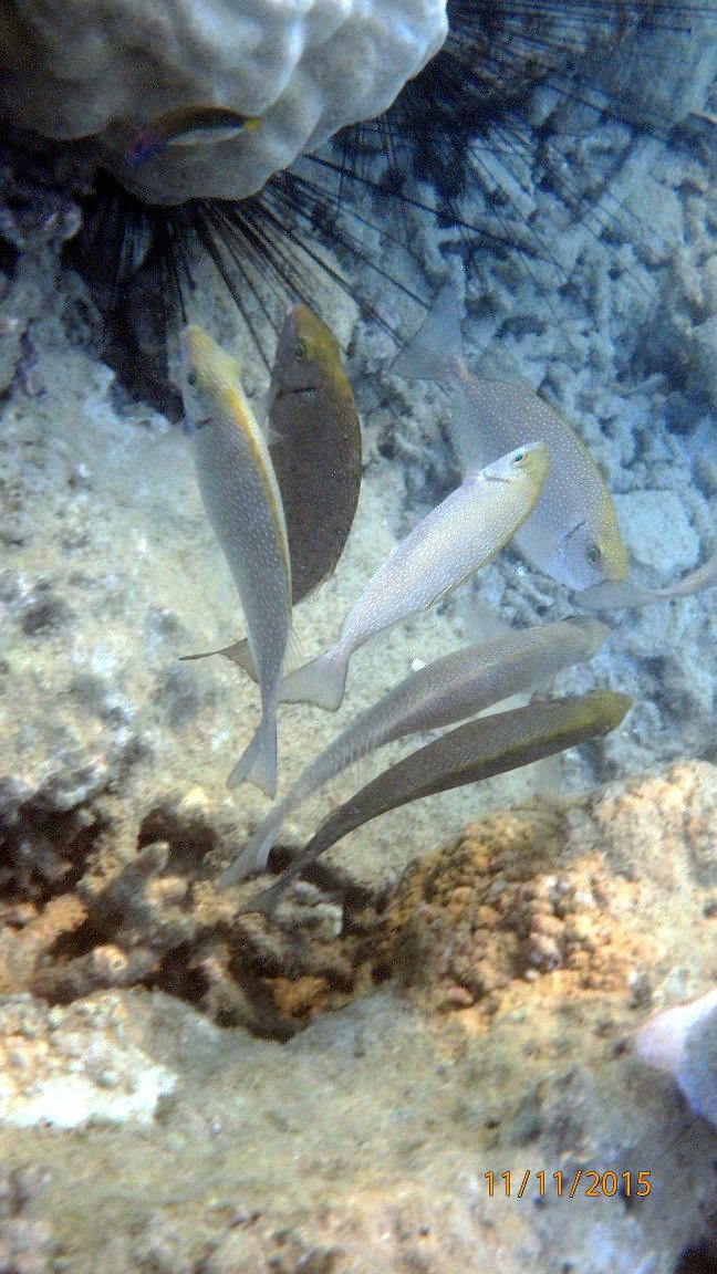 Siganus woodlandi