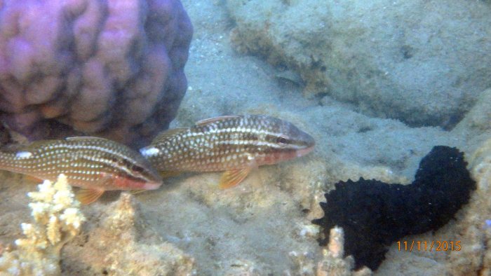 Parupeneus ciliatus