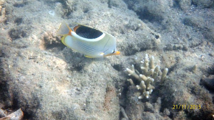 Chaetodon ephippium