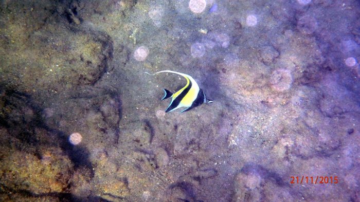 Zanclus cornutus