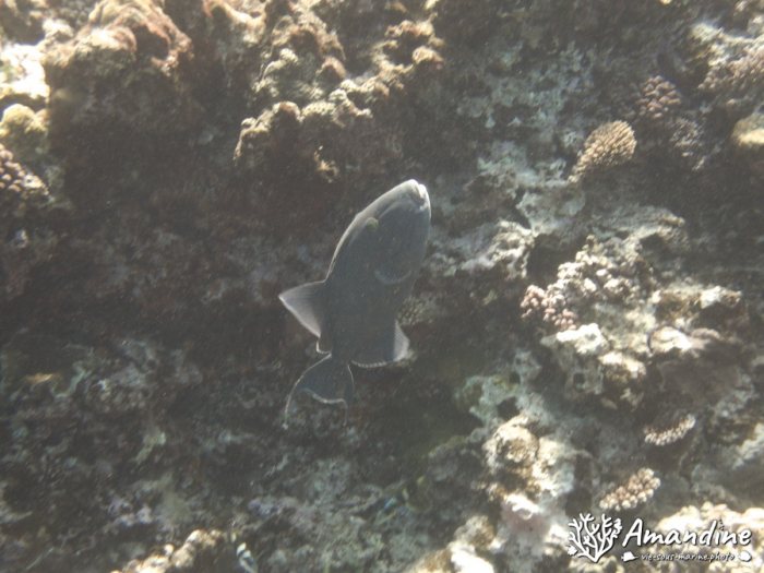 Odonus niger