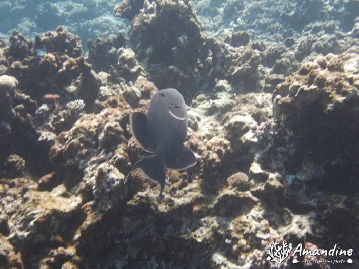 Odonus niger