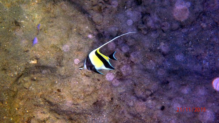 Zanclus cornutus