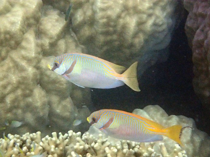 Siganus doliatus