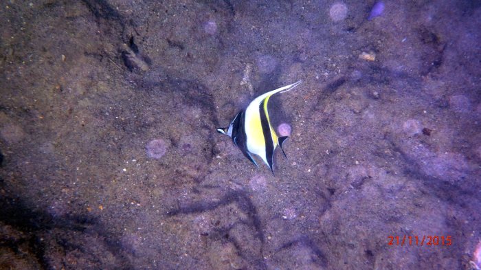 Zanclus cornutus