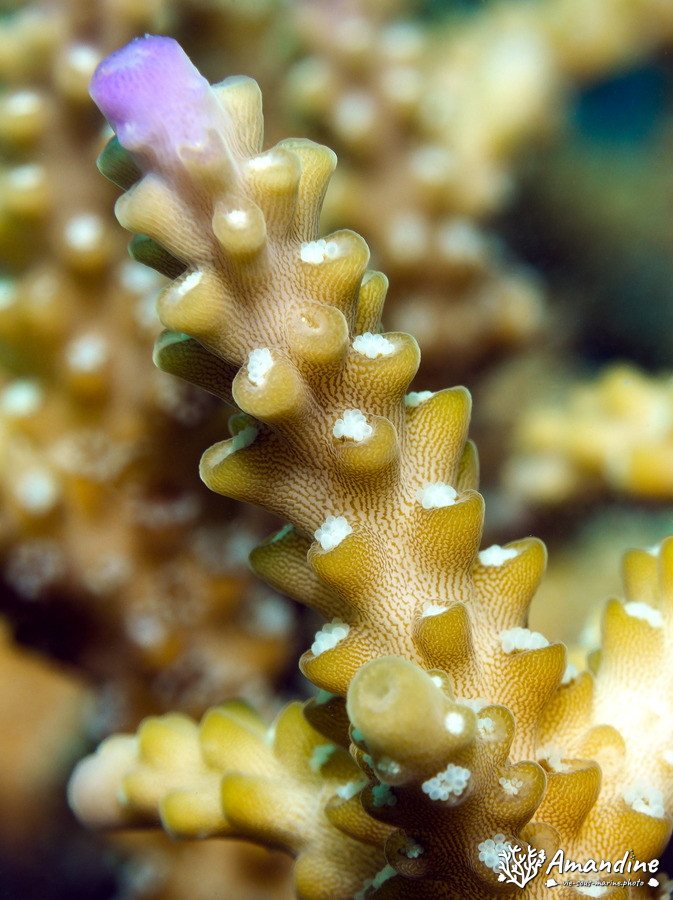 Corail dur