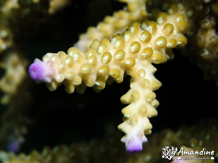 Corail dur