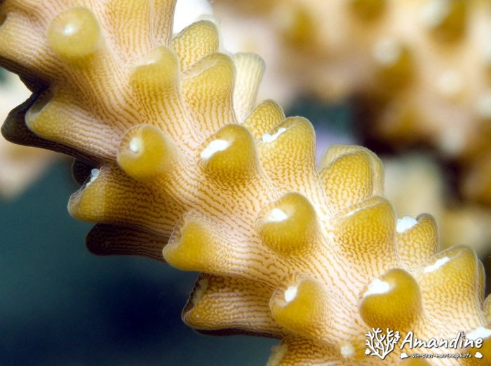 Corail dur
