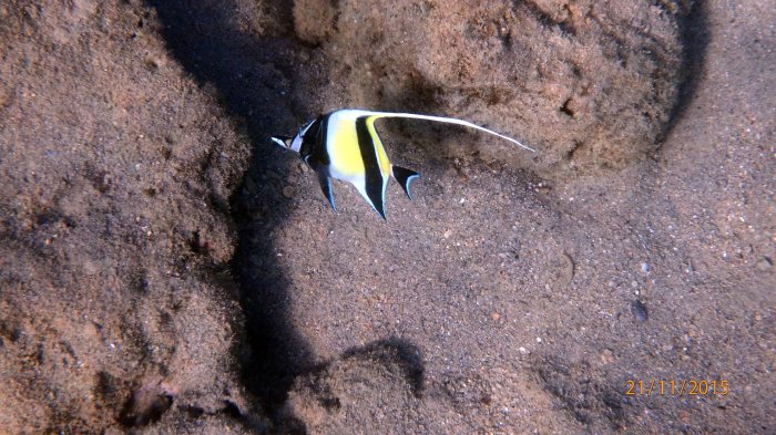 Zanclus cornutus