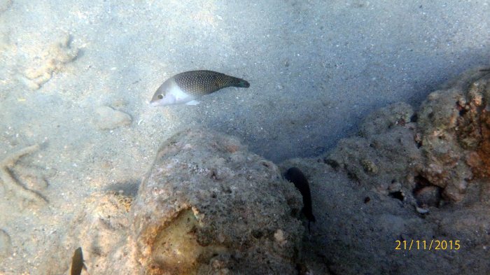 Hemigymnus melapterus