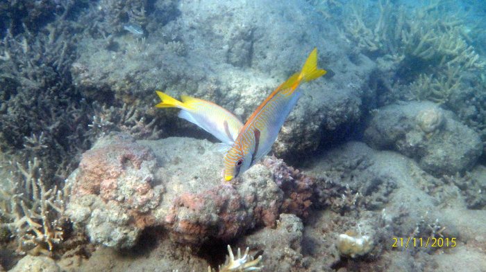 Siganus doliatus
