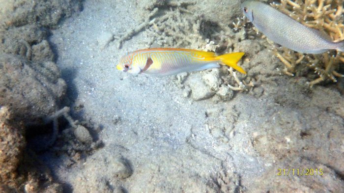 Siganus doliatus