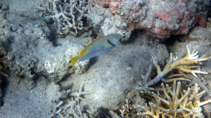Siganus doliatus