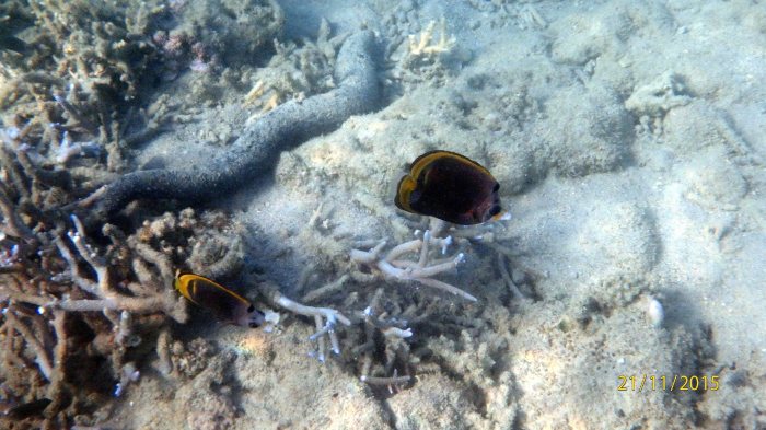 Chaetodon flavirostris