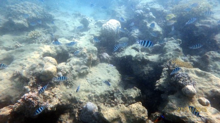 Abudefduf sexfasciatus