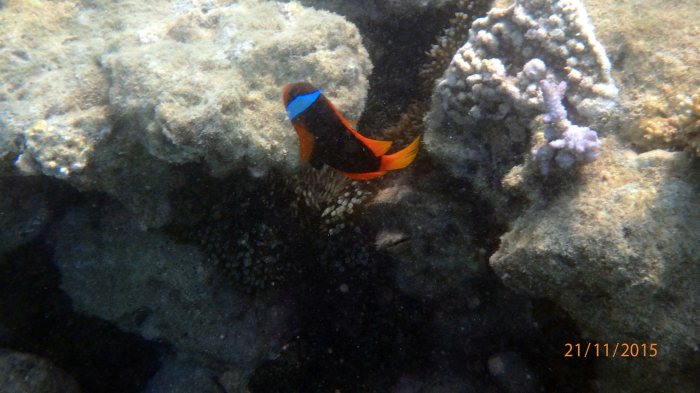 Amphiprion melanopus