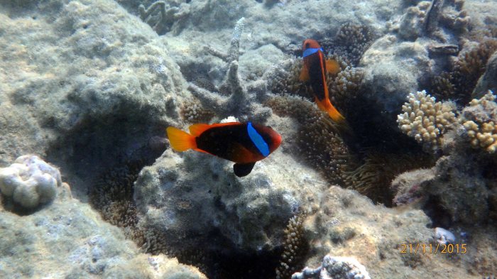Amphiprion melanopus