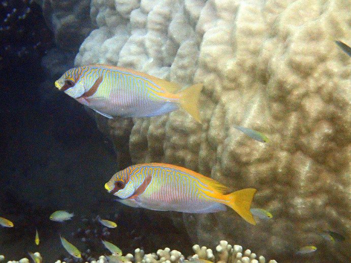 Siganus doliatus