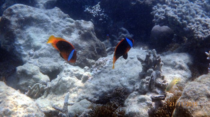 Amphiprion melanopus