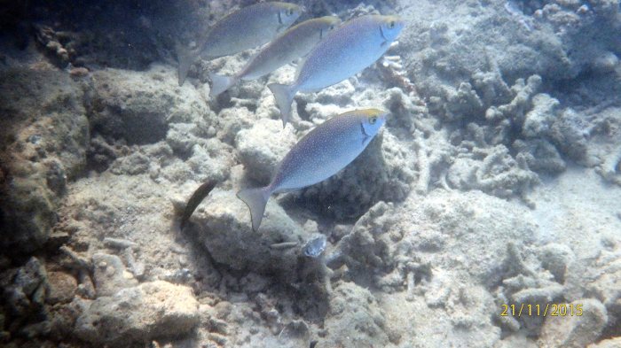 Siganus woodlandi