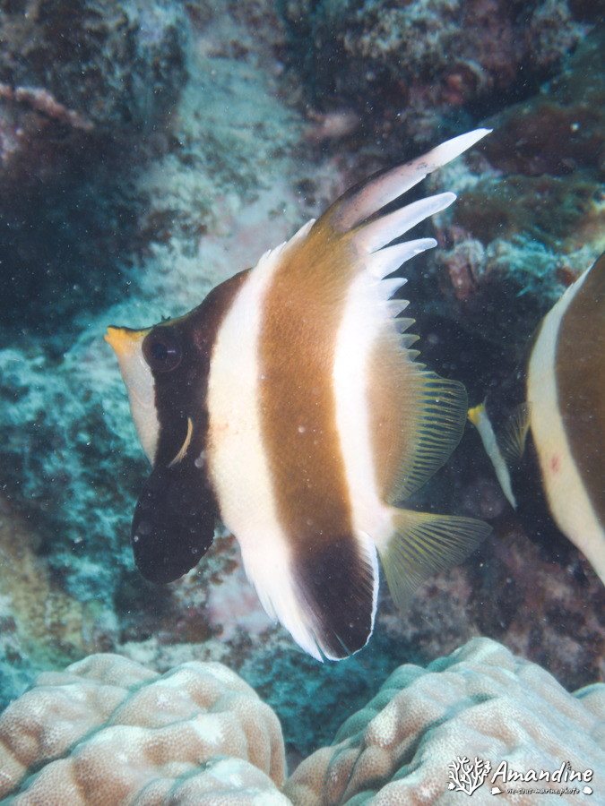 Poisson-bannière