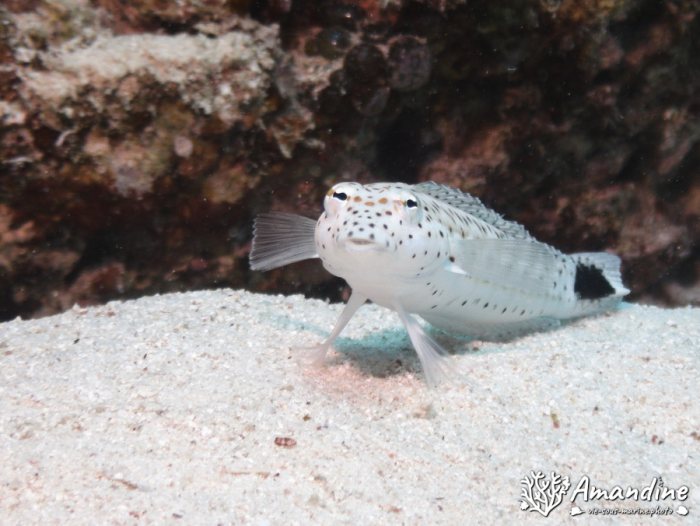 Parapercis hexophtalma