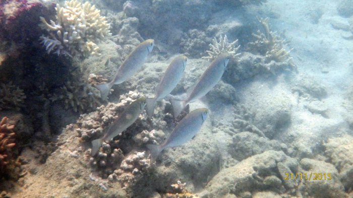 Siganus woodlandi