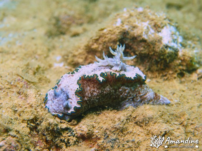 Limaces de mer