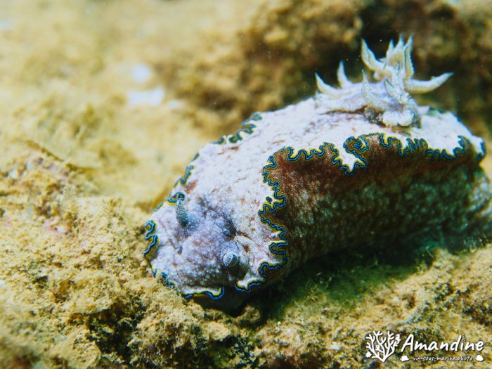 Limaces de mer