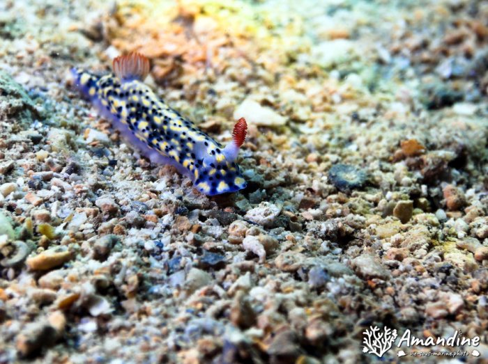 Limaces de mer