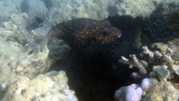 Arothron hispidus