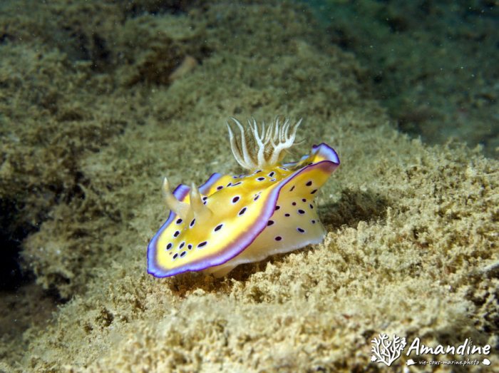 Limaces de mer