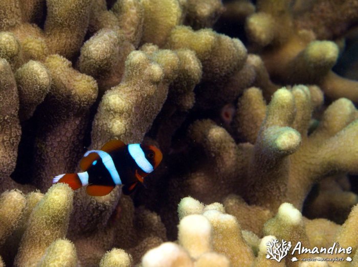 Poisson-clown