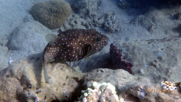 Arothron hispidus