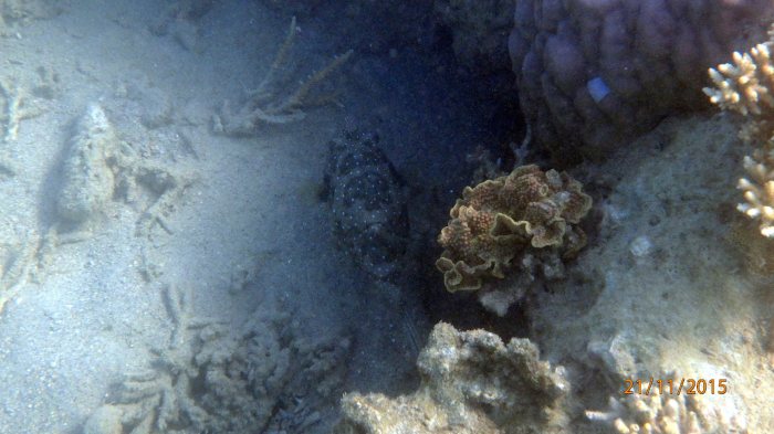 Arothron hispidus