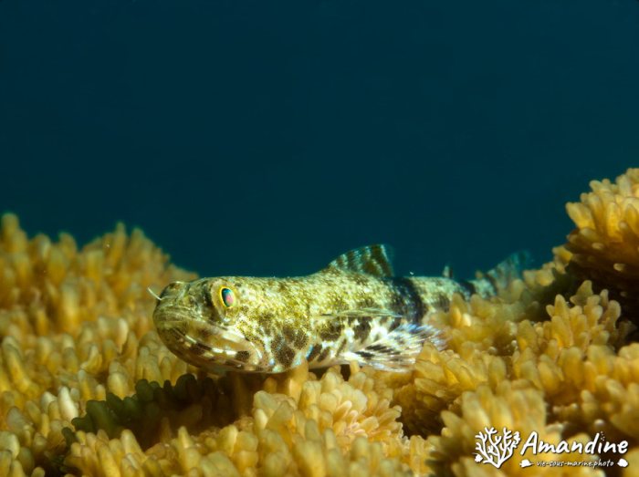 Saurida gracilis