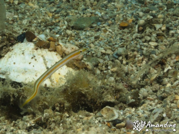 Poissons osseux