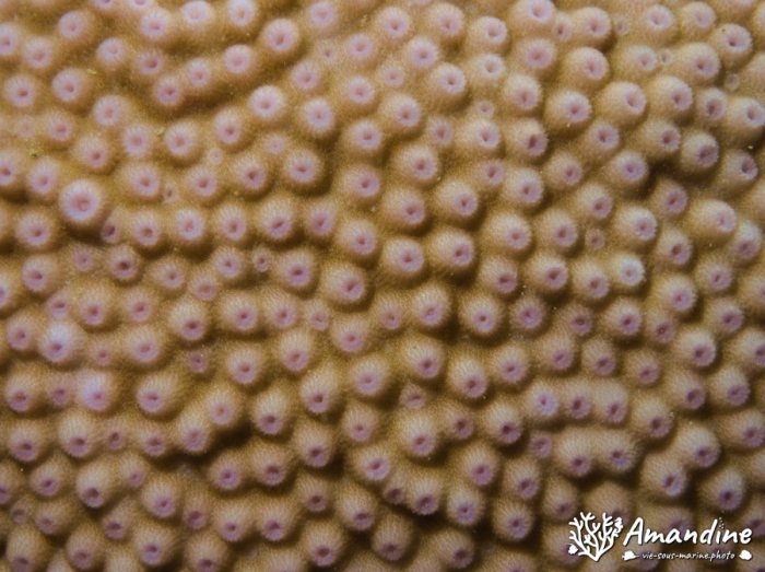 Corail dur
